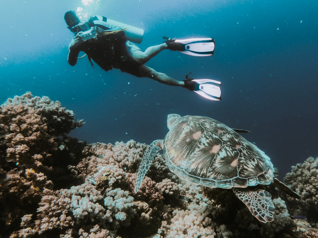 Top 5 Places to Learn to Scuba Dive